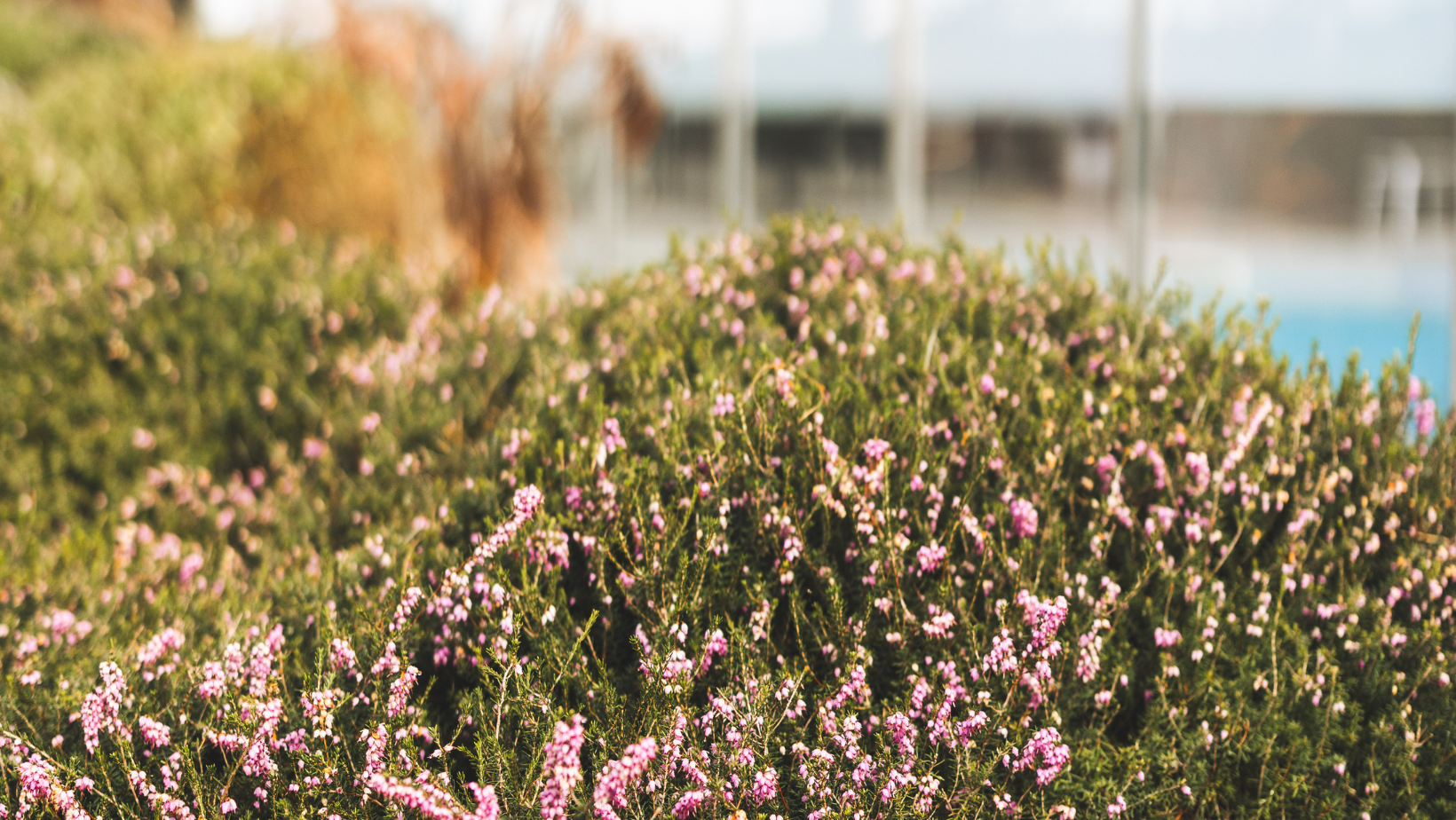 Printemps dans les landes